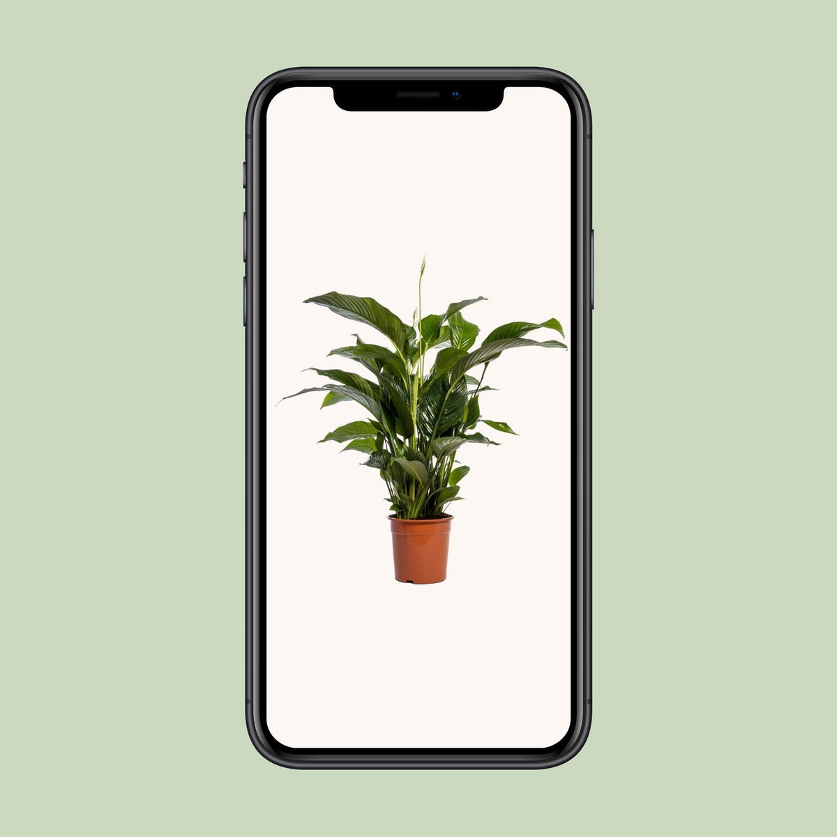 Spathiphyllum Bellini (lepelplant) – Ø24 cm, 100 cm hoog – foto 4