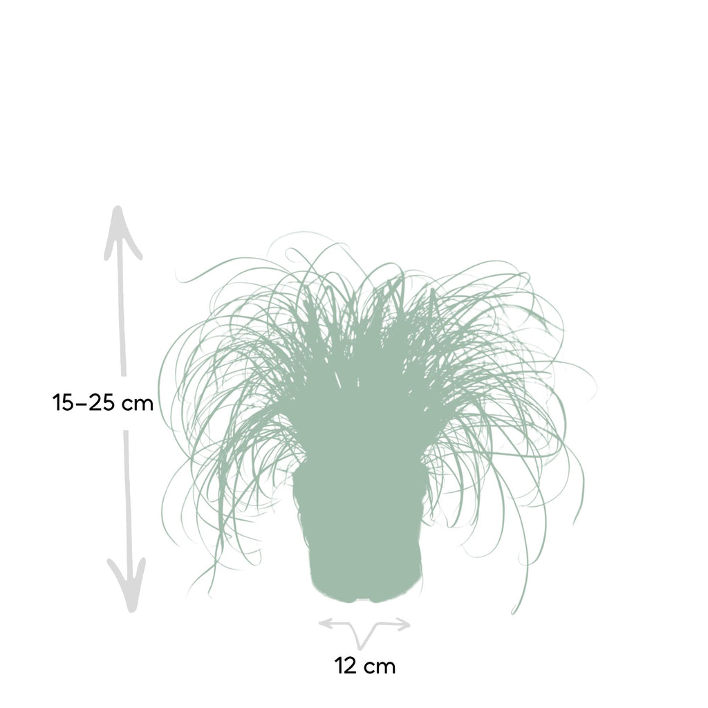 Cyperus alternifolius (cyperusgræs) – Ø12 cm, 20 cm høj