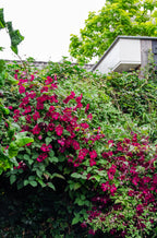 Clematis 'Hagley Hybrid' (Waldrebe) – Ø15 cm, 65 cm hoch