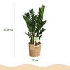 Zamioculcas (ZZ-Pflanze) mit Korb – Ø 17 cm, 65–75 cm hoch