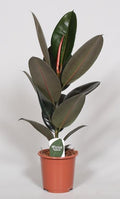 Ficus elastica Abidjan (caoutchoucier) – Ø17 cm, 60 cm de haut