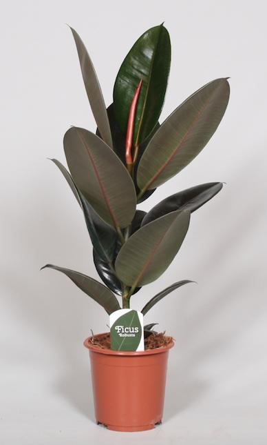 Ficus elastica Abidjan (rubberplant) – Ø17 cm, 60 cm hoog