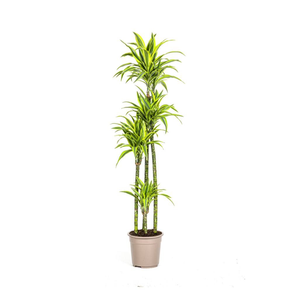 Dracaena Deremensis Lemon Lime (drakenboom) – Ø27 cm, 170–190 cm hoog