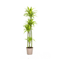 Dracaena Deremensis Lemon Lime (drakenboom) – Ø27 cm, 170–190 cm hoog