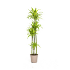 Dracaena Deremensis Lemon Lime (drakenboom) – Ø27 cm, 170–190 cm hoog