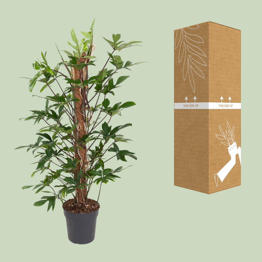 Philodendron Pedatum – Ø24 cm, 120 cm hoog