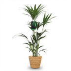 Howea forsteriana (palmier Kentia) avec panier – Ø21 cm, 120–130 cm de haut