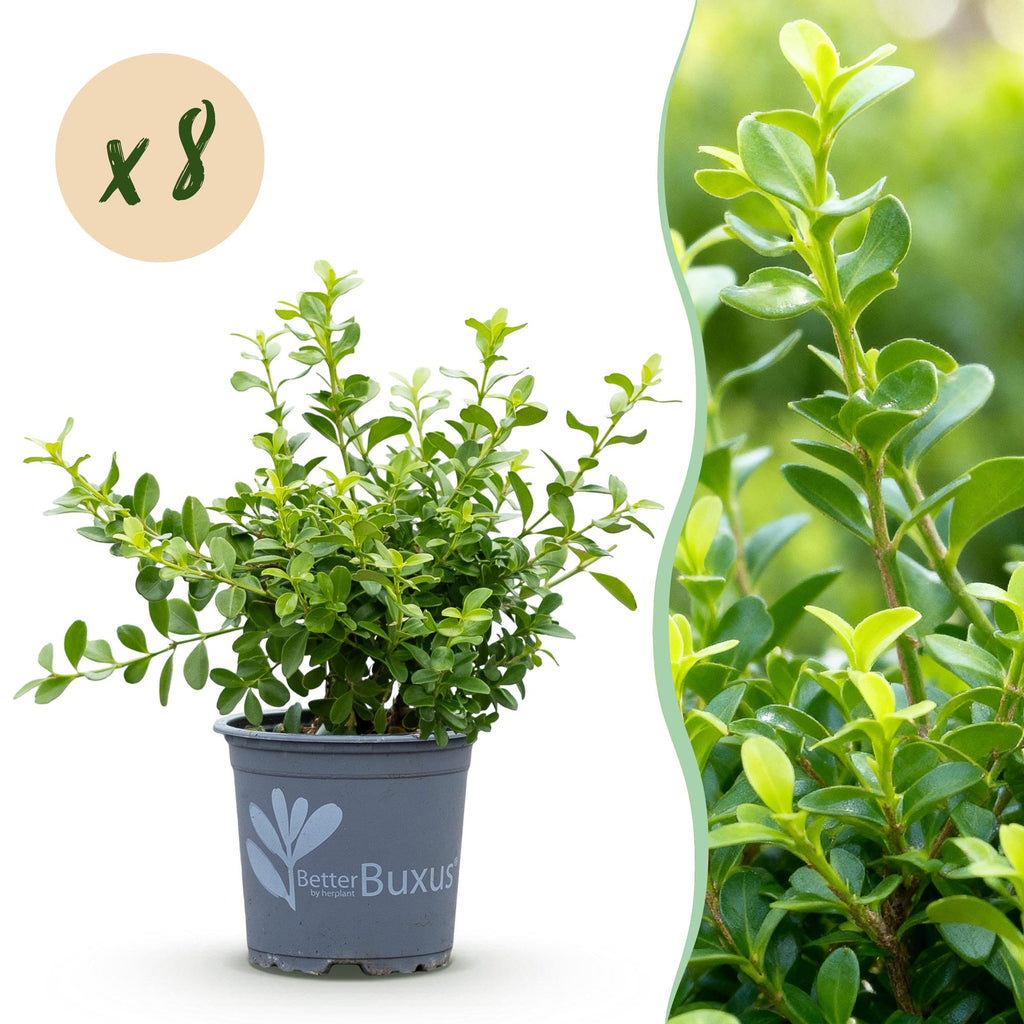 Buxus – 8 Pflanzen, Ø 9 cm, 20–25 cm hoch