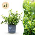 Buxus – 8 Pflanzen, Ø 9 cm, 20–25 cm hoch