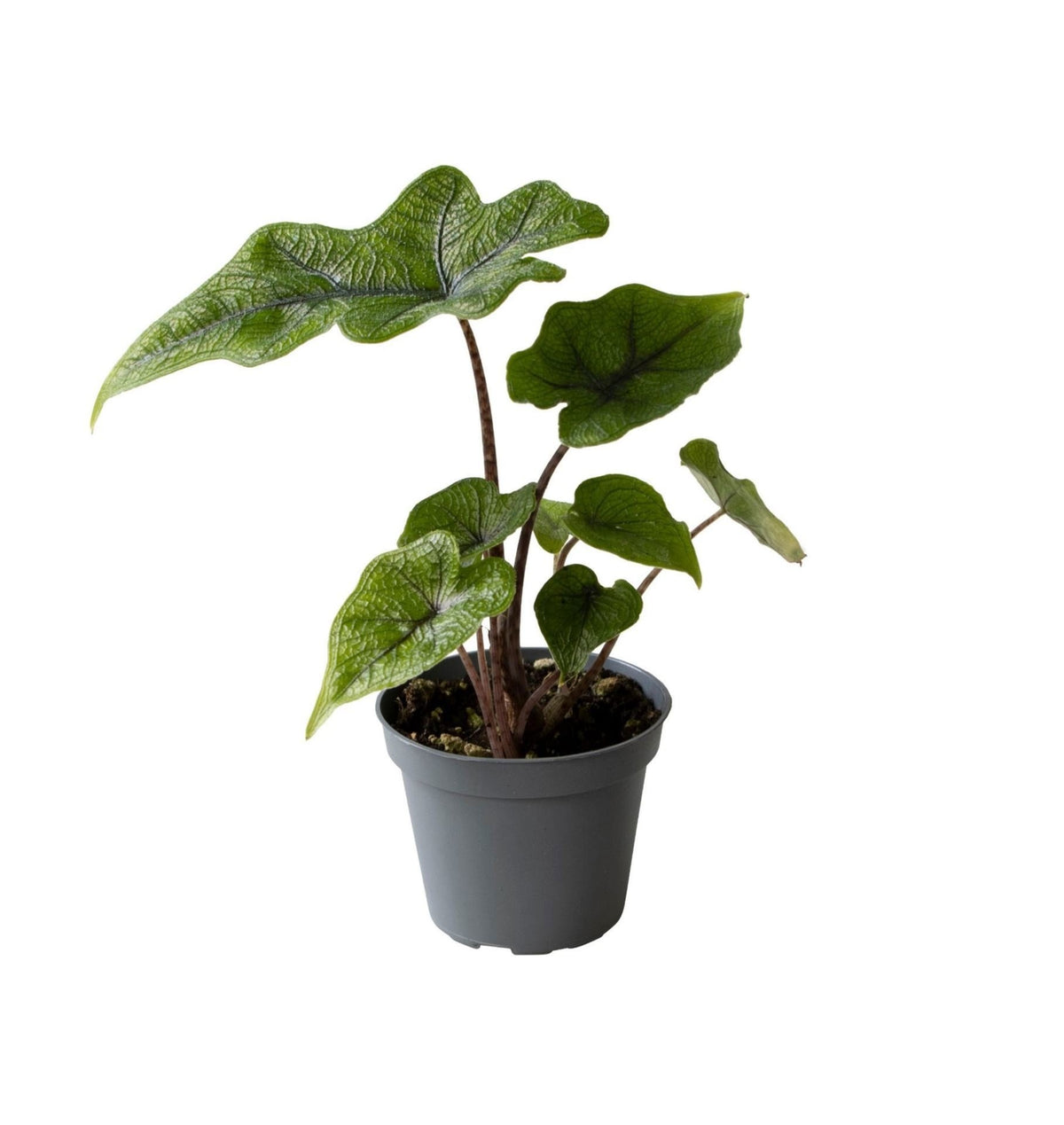 Alocasia Jacklyn (oreille d’éléphant) – Ø6 cm, 10 cm de haut