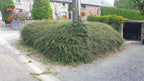 Cotoneaster suec. 'Coral Beauty' (dwarf cotoneaster) – 60 plants, Ø9 cm, 10–25 cm high