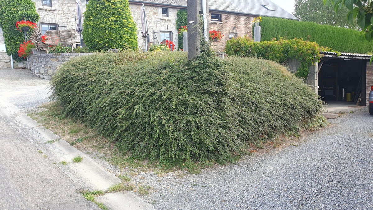 Cotoneaster suec. 'Coral Beauty' (dwarf cotoneaster) – 60 plants, Ø9 cm, 10–25 cm high – photo 8