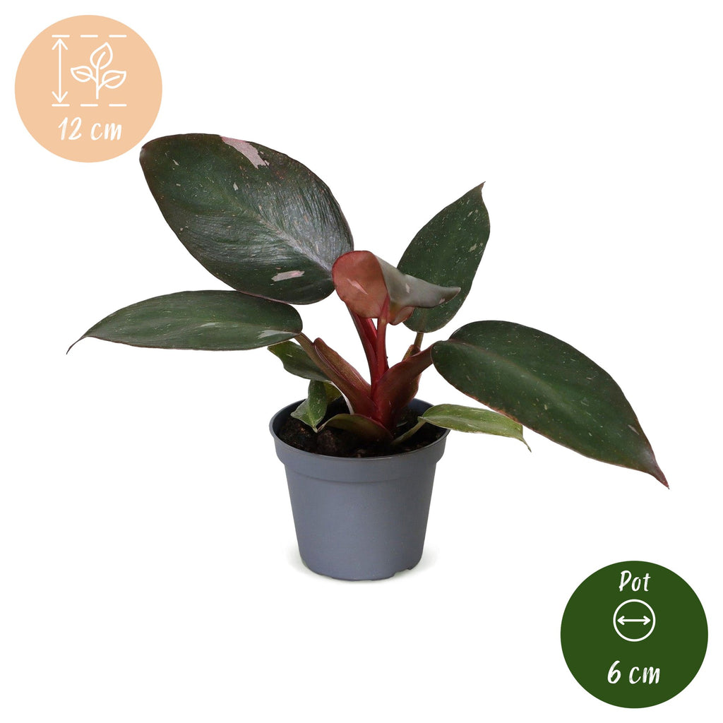 Philodendron Pink Princess – Ø6 cm, 12 cm de haut