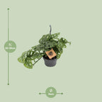 Monstera Monkey (hulplant) – Ø14 cm, 30 cm høj