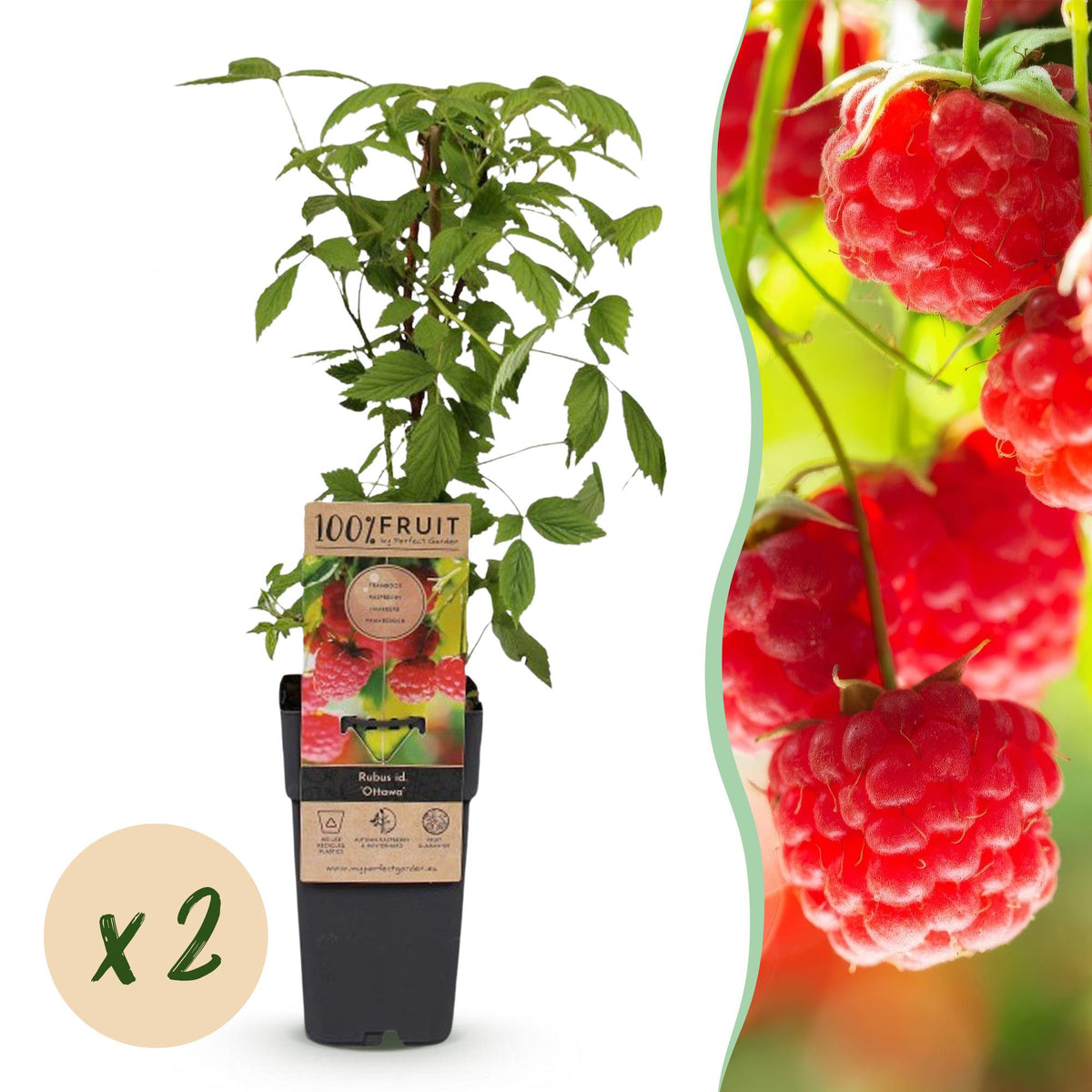 Rubus idaeus 'Ottawa' (frambozenplant) – 2 planten, Ø15 cm, 50 cm hoog