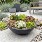Mélange de plantes rupicoles – 24 plantes, Ø7 cm, 10–12 cm de haut