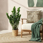Zamioculcas (ZZ-Pflanze) mit Korb – Ø 21 cm, 80–90 cm hoch