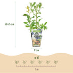 Vaccinium corymbossum 'Bluegold' (blauwe bes) – 6 planten, Ø9 cm, 35 cm hoog