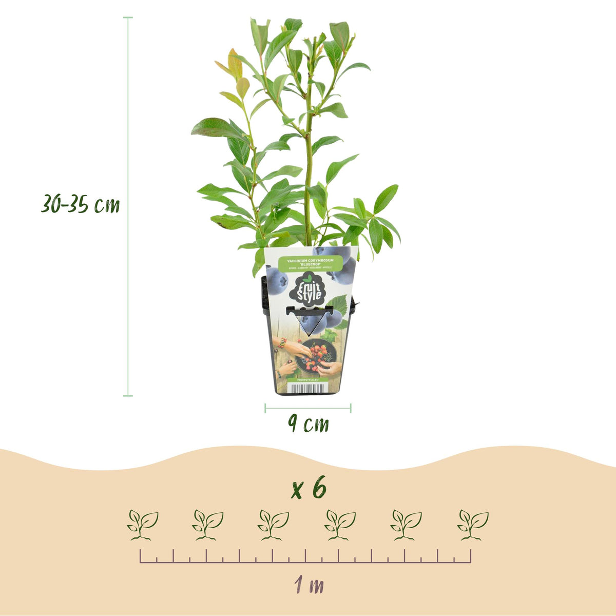 Vaccinium corymbossum 'Bluegold' (blauwe bes) – 6 planten, Ø9 cm, 35 cm hoog – foto 3
