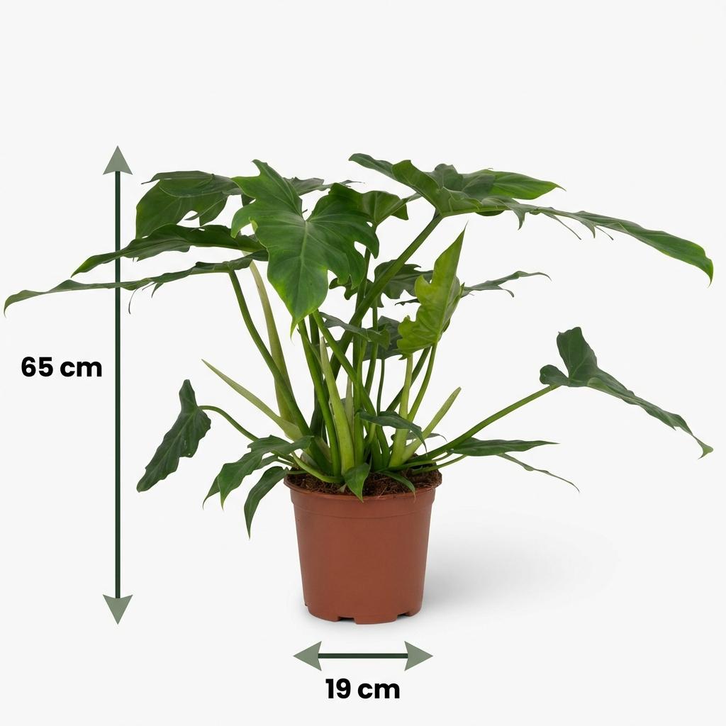 Philodendron Lacerum – Ø19 cm, 65 cm hoog