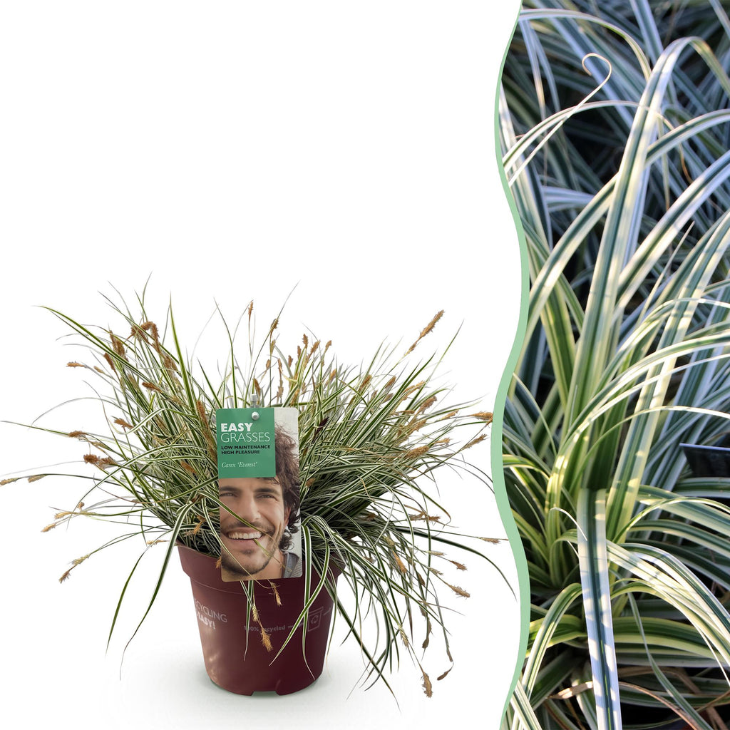 Carex oshimensis 'Everest' (Segge) – Ø 17 cm, 50 cm hoch