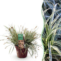 Carex oshimensis 'Everest' (Segge) – Ø 17 cm, 50 cm hoch