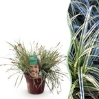 Carex oshimensis 'Everest' (Segge) – Ø 17 cm, 50 cm hoch