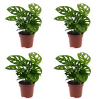 4× Monstera adansonii (Mini-Monstera) – Ø12 cm, 25 cm hoch