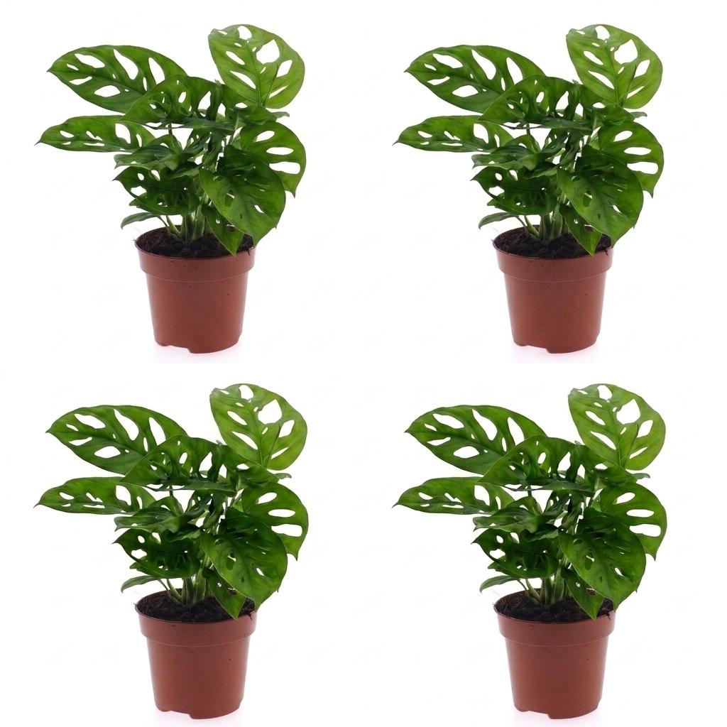 4× Monstera adansonii (Mini-Monstera) – Ø12 cm, 25 cm hoch
