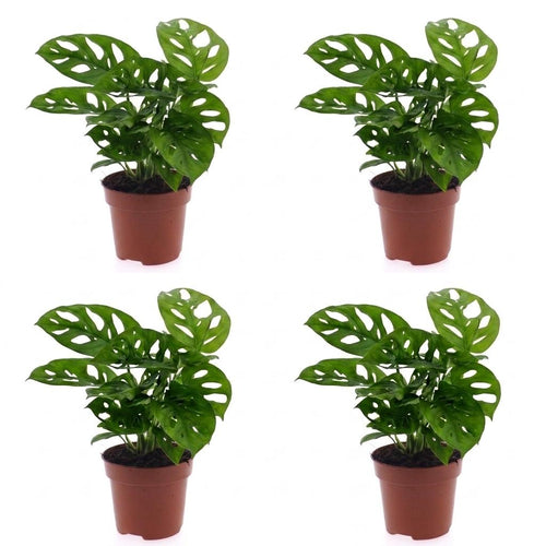4× Monstera adansonii (mini-monstera) – Ø12 cm, 25 cm hoog