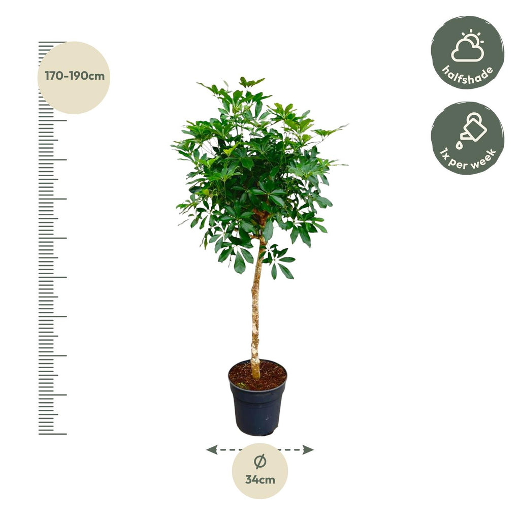 Schefflera sur tige (arbre à doigts) – Ø30 cm, 170 cm de haut