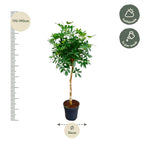 Schefflera sur tige (arbre à doigts) – Ø30 cm, 170 cm de haut