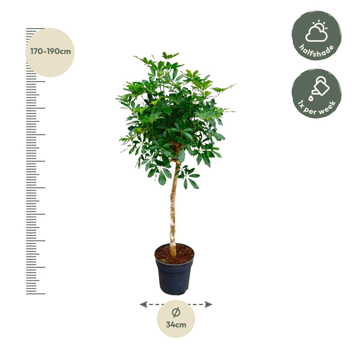 Schefflera op stam (vingersboom) – Ø30 cm, 170 cm hoog