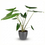 Alocasia zebrina (oreille d'éléphant) en pot décoratif Potter gris – Ø21 cm, 70–75 cm de haut