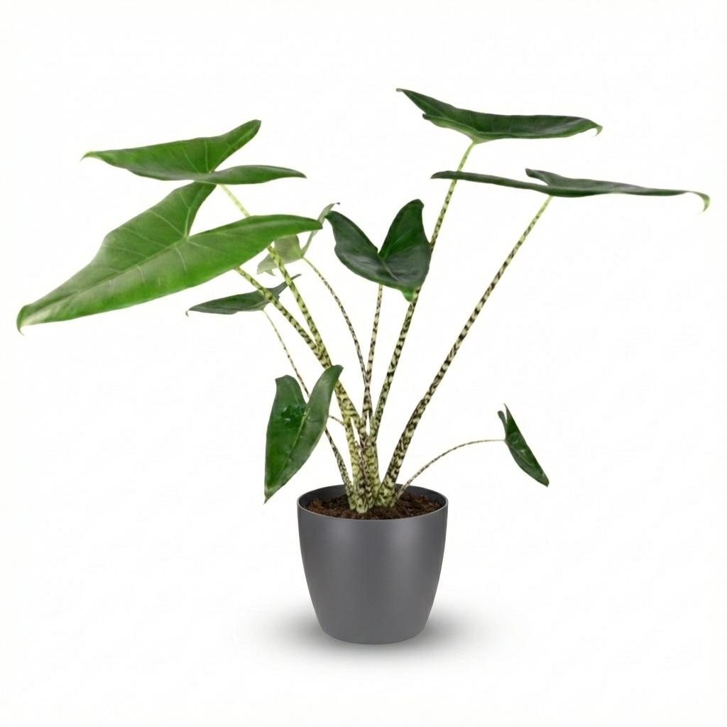 Alocasia zebrina (Zebrano-Alocasia) im grauen Potter-Dekotopf – Ø 21 cm, 70–75 cm hoch