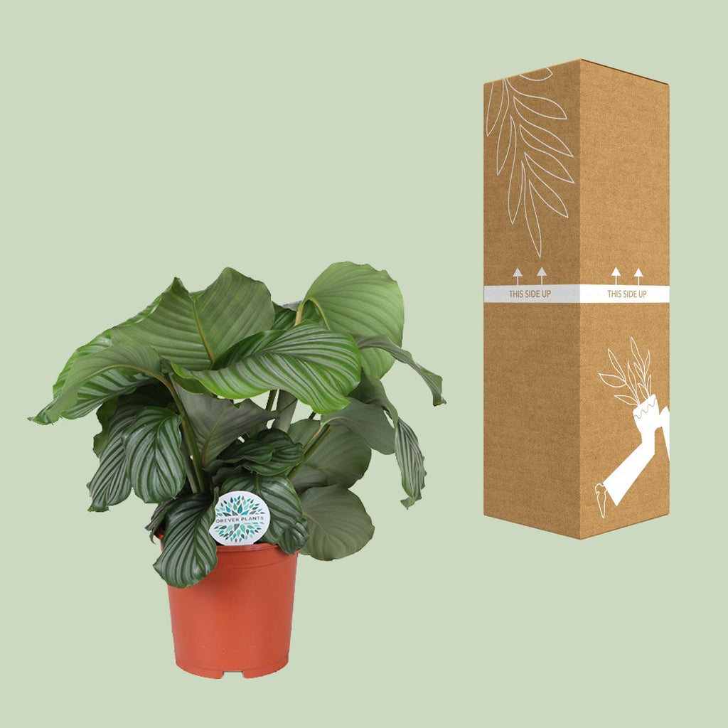 Calathea orbifolia – Ø21 cm, 65 cm hoog