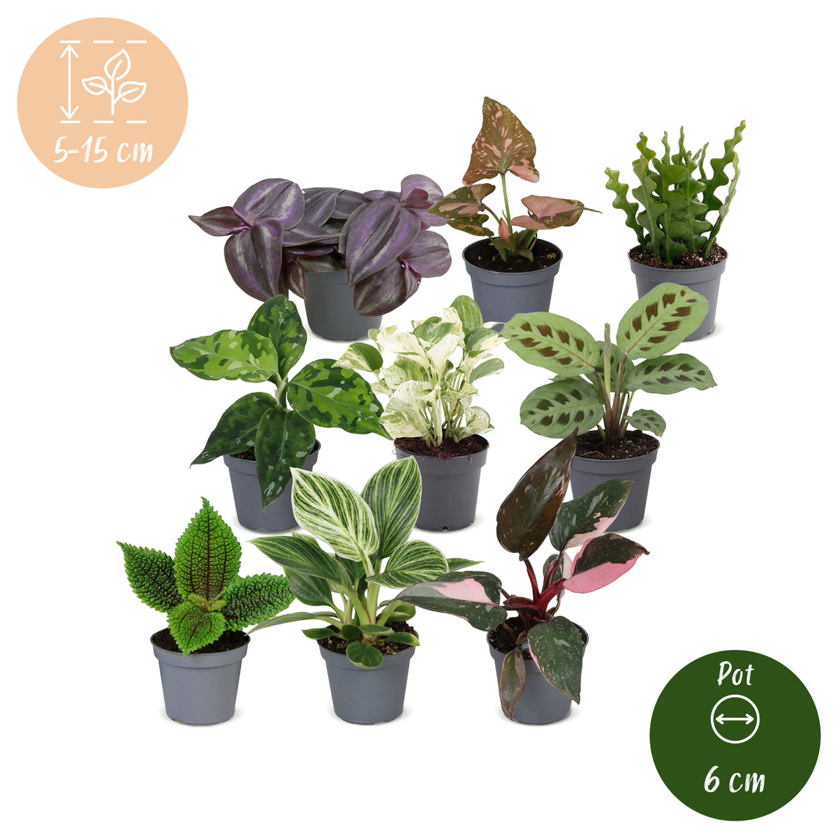 9× Box surprise de plantes d’intérieur – Ø6 cm, 5–15 cm de haut
