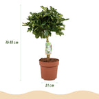 Schefflera Gold Capelle (Fingerbaum) im weißen Tontopf – Ø 21 cm, 70–80 cm hoch