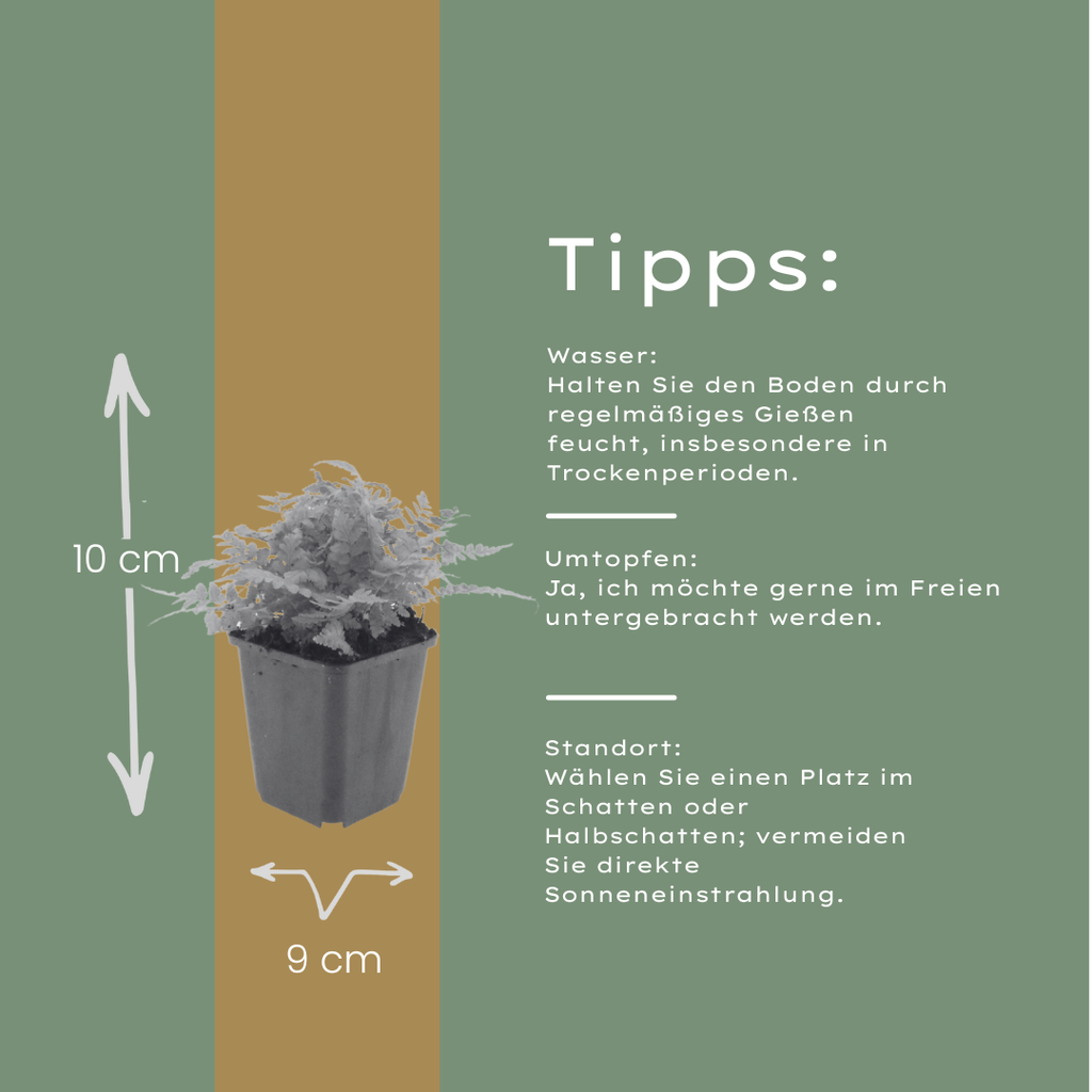 Dryopteris filix-mas (Wurmfarn) – 12 Pflanzen, Ø9 cm, 10–25 cm hoch – Bild 4