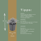 Dryopteris filix-mas (Wurmfarn) – 12 Pflanzen, Ø9 cm, 10–25 cm hoch