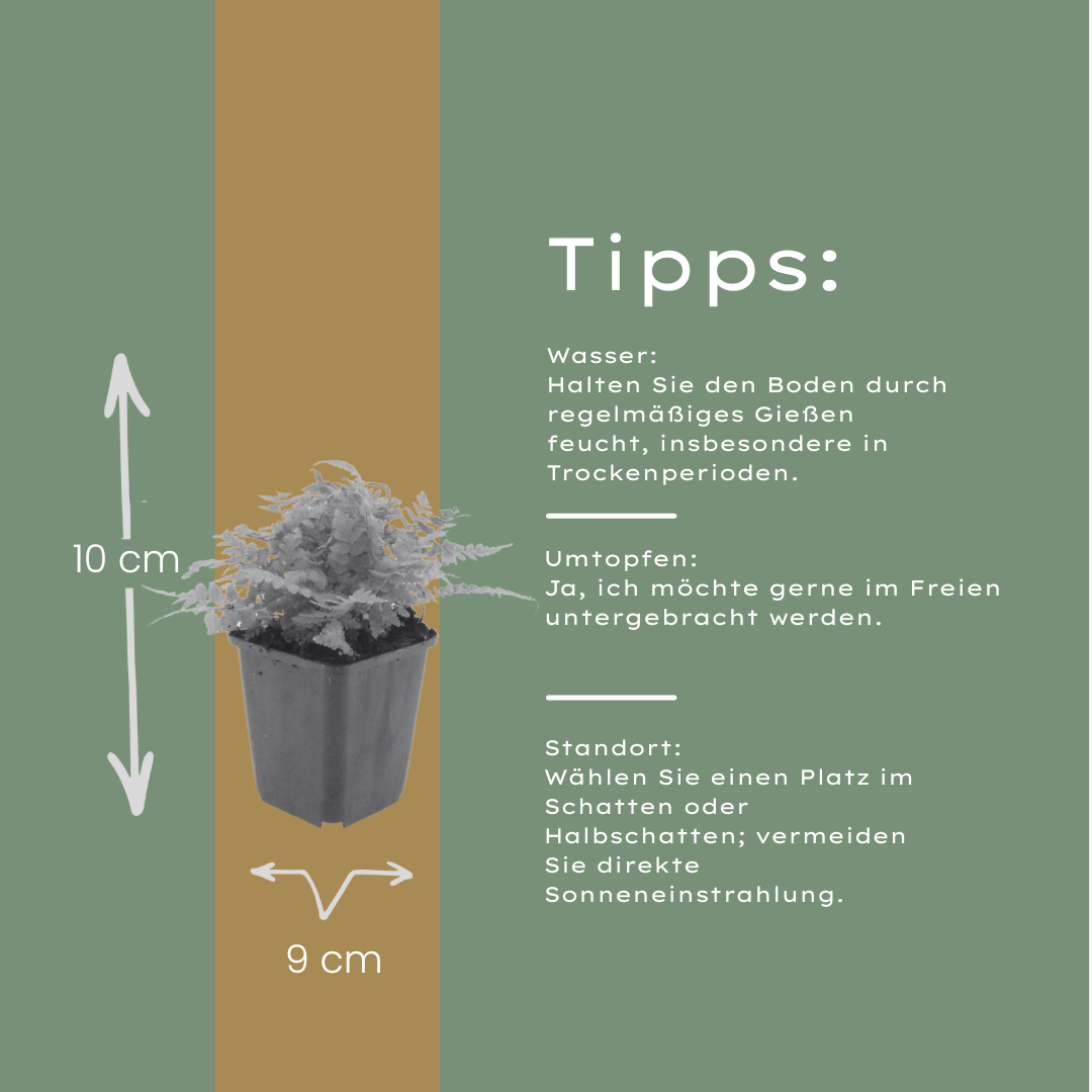 Dryopteris filix-mas (Wurmfarn) – 12 Pflanzen, Ø9 cm, 10–25 cm hoch – Bild 4