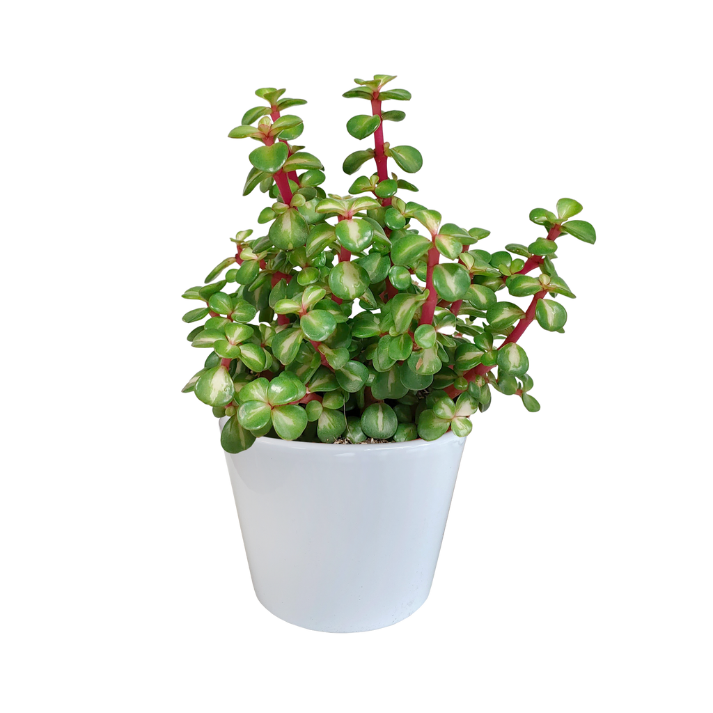 Portulacaria afra mediopicta (arbre à saucisses) dans un pot blanc – Ø11 cm, 25 cm de haut – photo 5