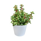 Portulacaria afra mediopicta (arbre à saucisses) dans un pot blanc – Ø11 cm, 25 cm de haut