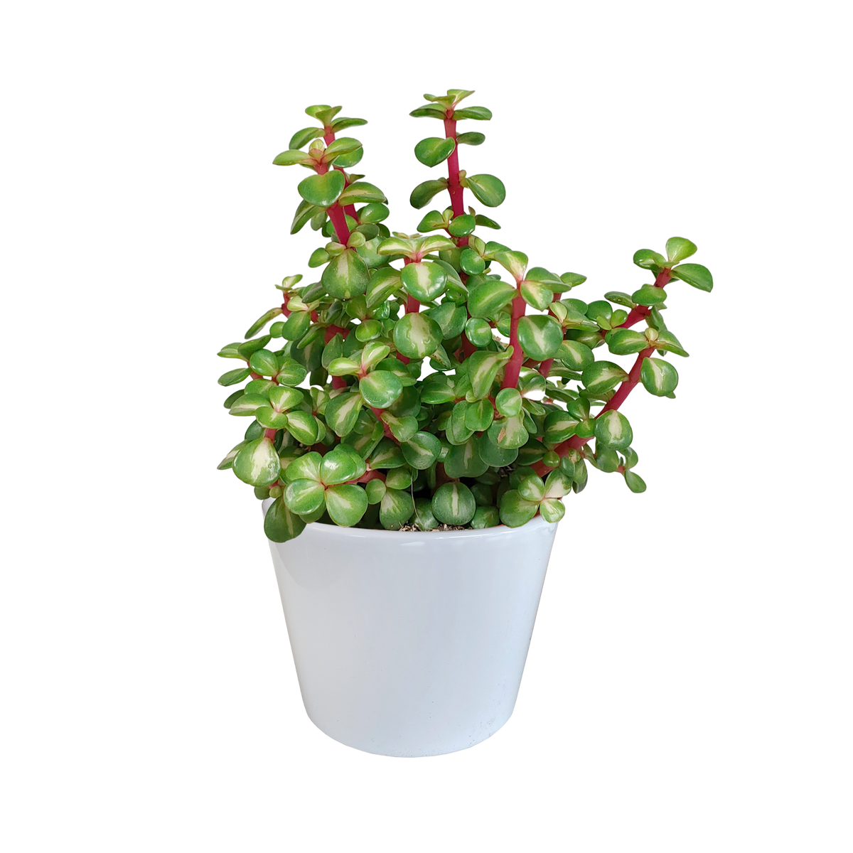 Portulacaria afra mediopicta (arbre à saucisses) dans un pot blanc – Ø11 cm, 25 cm de haut – photo 5