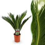 Cycas revoluta (sago palm) – Ø17 cm, 55–65 cm high