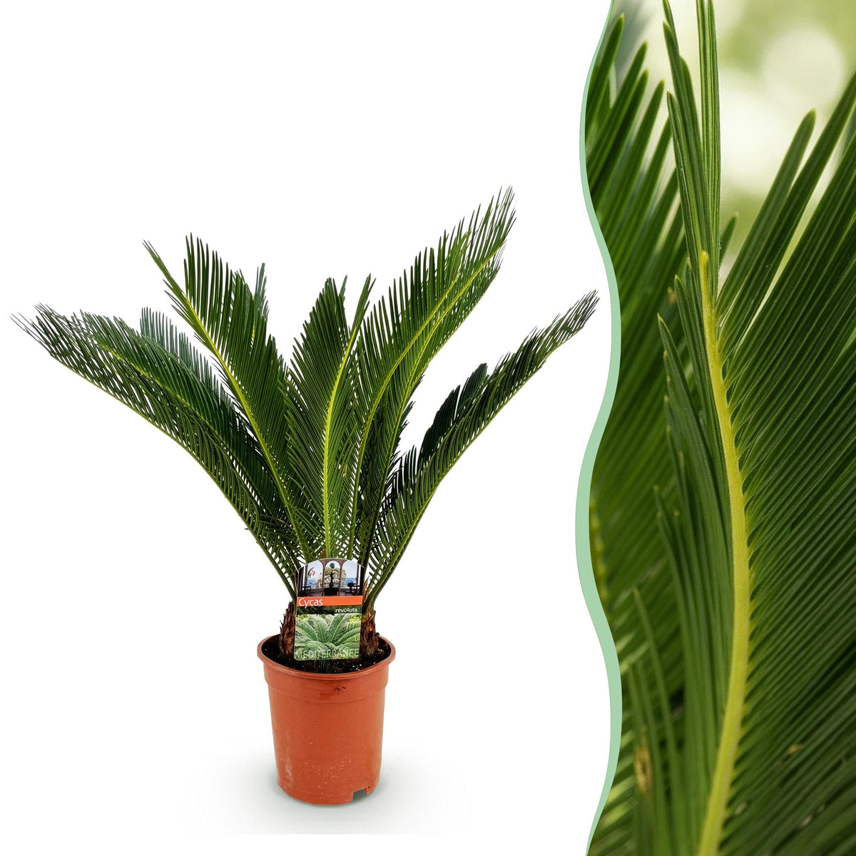 Cycas revoluta (sago palm) – Ø17 cm, 55–65 cm high