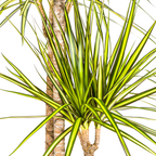 Dracaena marginata Sunray (Drachenbaum) mit Korb – Ø 24 cm, 130–150 cm hoch
