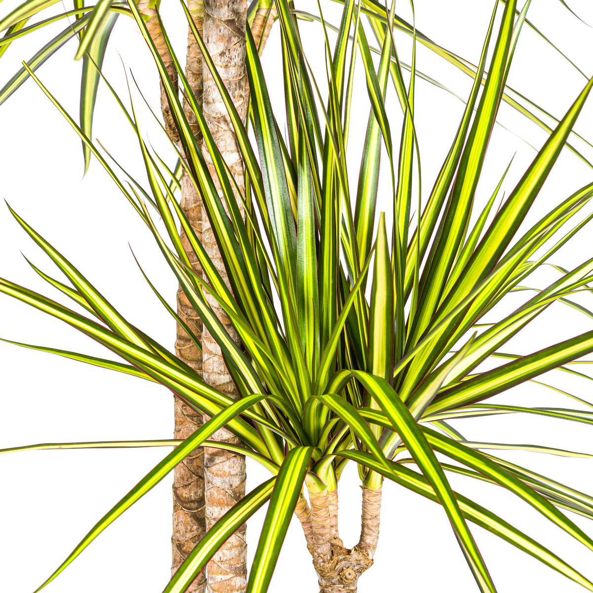 Dracaena marginata Sunray (drakenboom) met mand – Ø24 cm, 130–150 cm hoog
