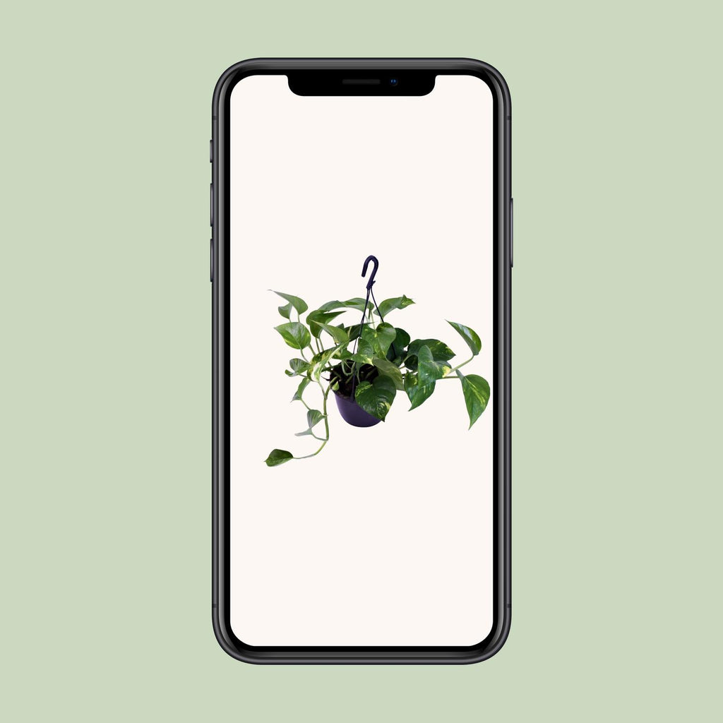 Epipremnum aureum (Scindapsus) – Ø 15 cm, 30 cm hoch