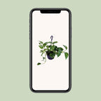 Epipremnum aureum (Scindapsus) – Ø 15 cm, 30 cm hoch